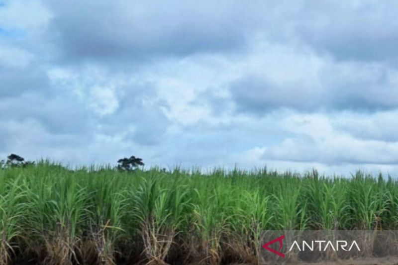 Pemkab Majalengka mendukung pelaksanaan program bongkar ratoon tebu