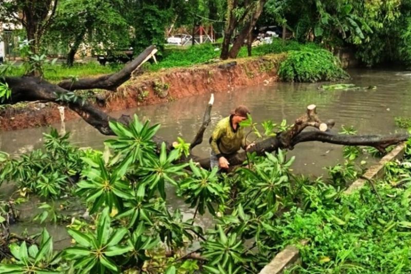 Sejumlah pohon tumbang di Jakarta Barat imbas hujan deras
