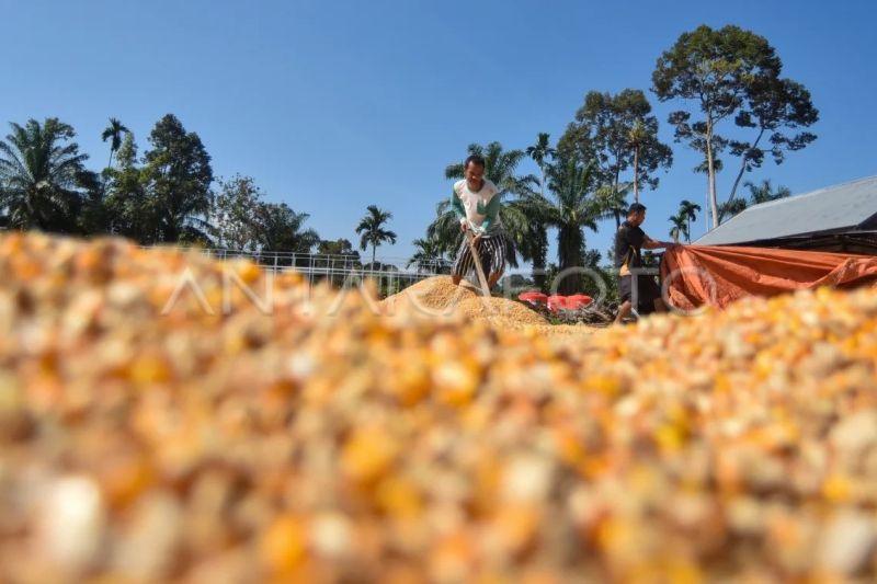 Petani padi beralih tanam jagung di Palembayan