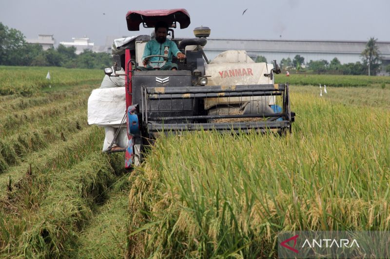 Kepala Bapanas buka peluang ekspor usai serapan beras naik 700 persen