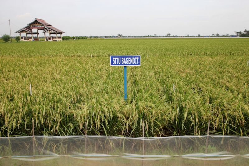 Hadapi kemarau, Kementan dorong petani manfaatkan padi adaptif