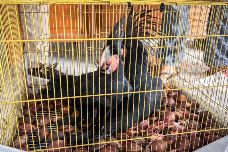 Forestry Ministry foils illegal trade of protected birds