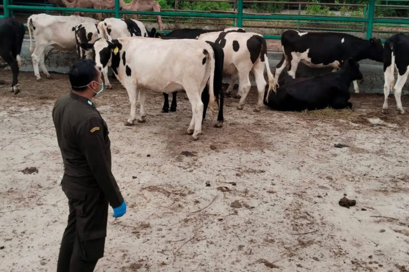 DPR minta Kementan disain ulang skema pemenuhan daging ternak