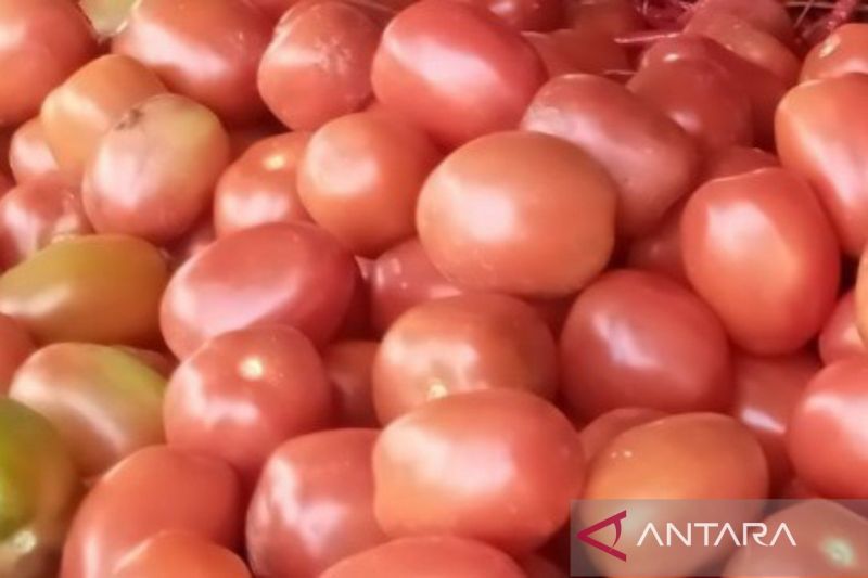 Tomat hingga brokoli, lima makanan yang baik untuk kesehatan prostat