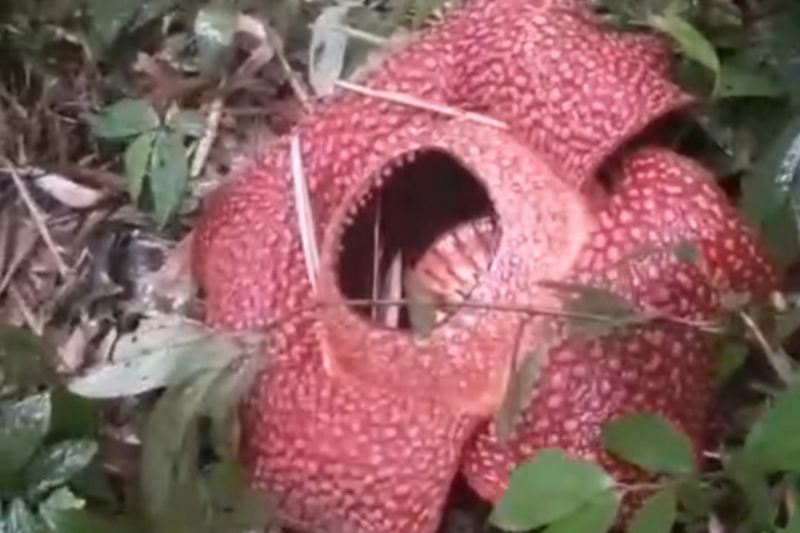 Bunga Rafflesia arnoldii ditemukan mekar sempurna di Rejang Lebong ...