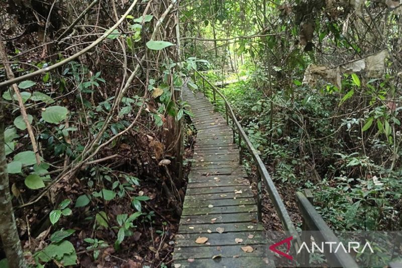 Menjelajah Taman Nasional Kutai, mengeksplorasi potensi wisata