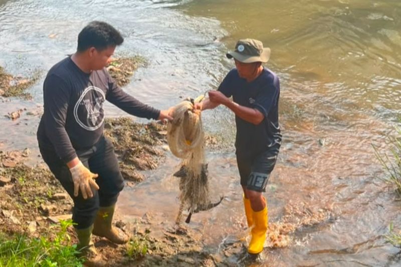 Sudin KPKP Jakbar tangkap 2.000 lebih ekor ikan sapu-sapu selama 2026