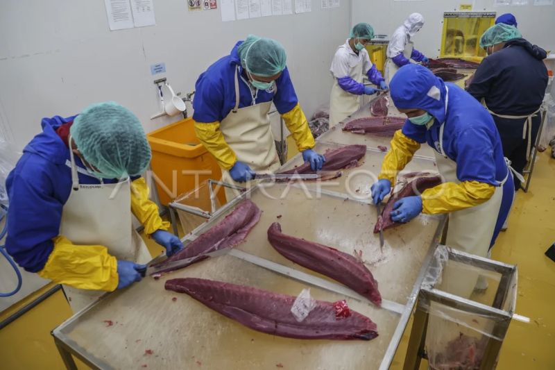 kkp-tarif-nol-persen-tuna-ke-jepang-perlu-didukung-penguatan-hulu