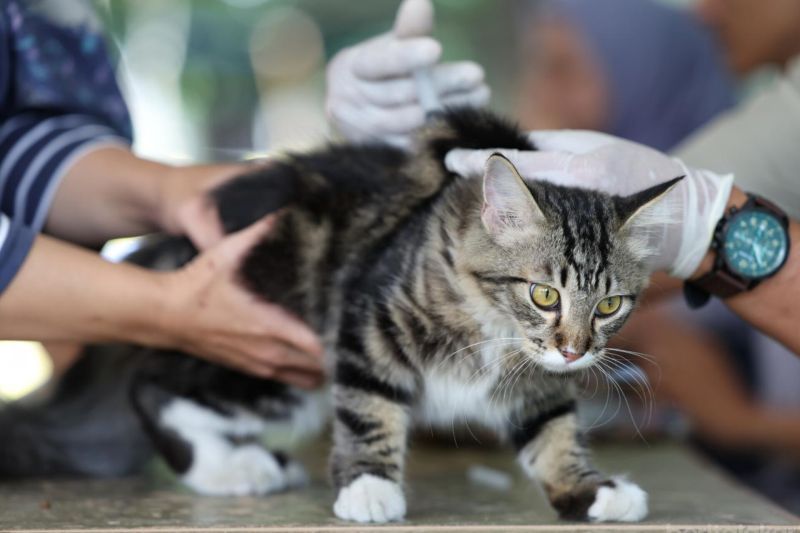 Sudin KPKP Jakpus vaksinasi 3.127 HPR cegah rabies