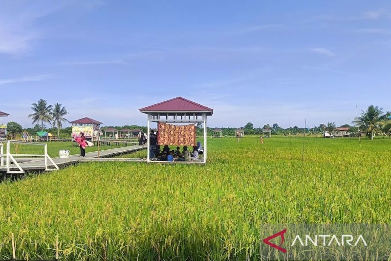 Kaltim terapkan skema tanam padi rapat demi dongkrak panen