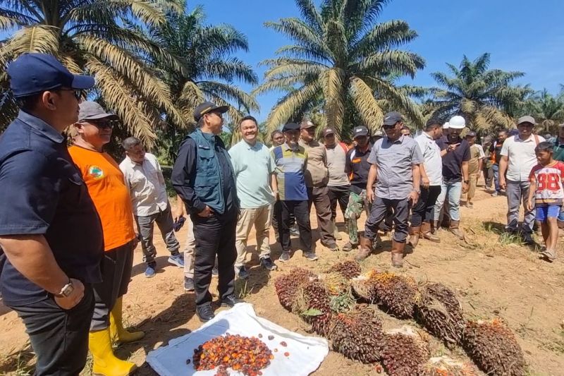 Pemkab Bengkayang perkuat perlindungan hak ekonomi petani plasma sawit