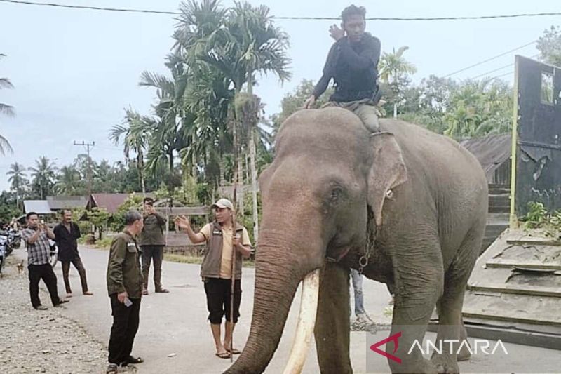 BPBD dan BKSDA pasang GPS collar pada gajah liar di Aceh Barat