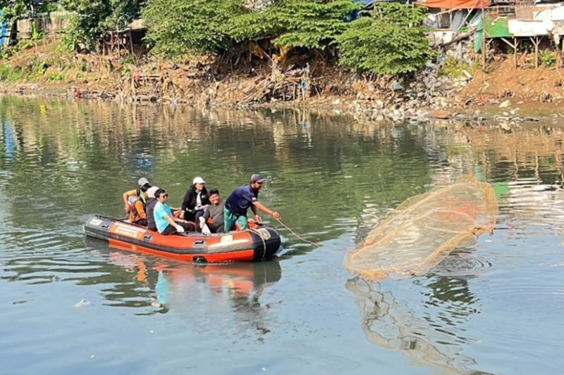 Ikan sapu-sapu di Jakbar dimanfaatkan untuk pakan magot dan penelitian