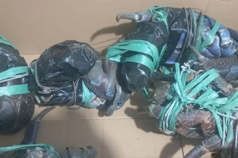 BKSDA Maluku gagalkan penyelundupan lima ekor ketam kenari di Ambon