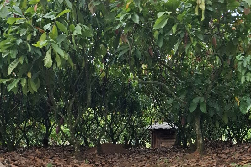 Pengembangan Kawasan Industri Kakao perkuat hilirisasi kakao Lampung