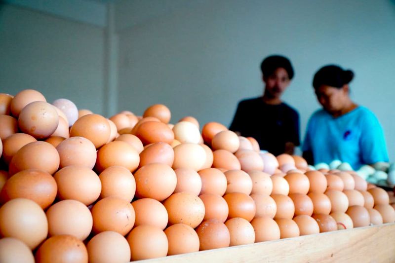 Bapanas: Pemerintah jaga kewajaran harga telur-ayam hidup di peternak