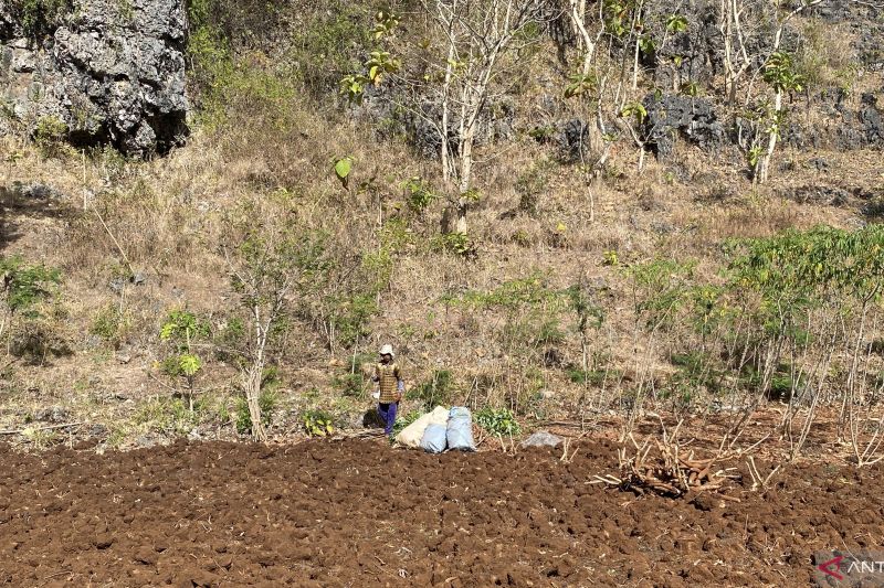 Pemkot arahkan petani tanam pangan tahan terbatas air hadapi kemarau