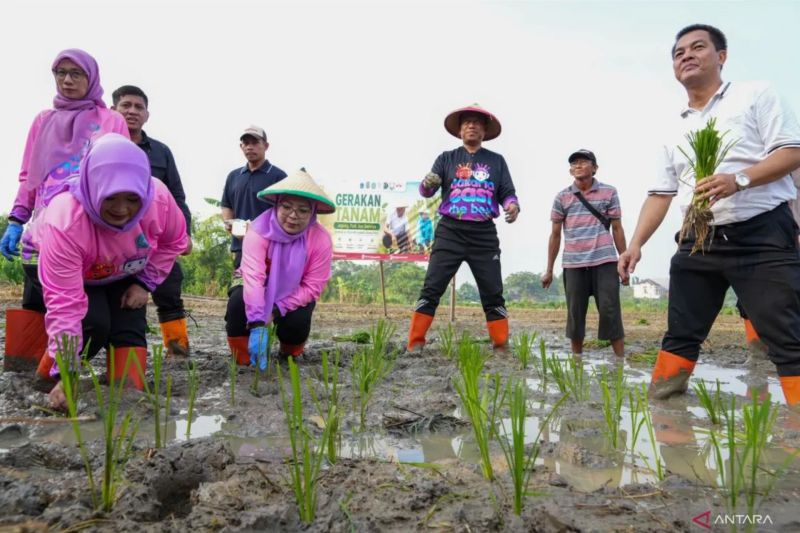 DKI susun aturan gerakan menanam tanaman pendamping beras