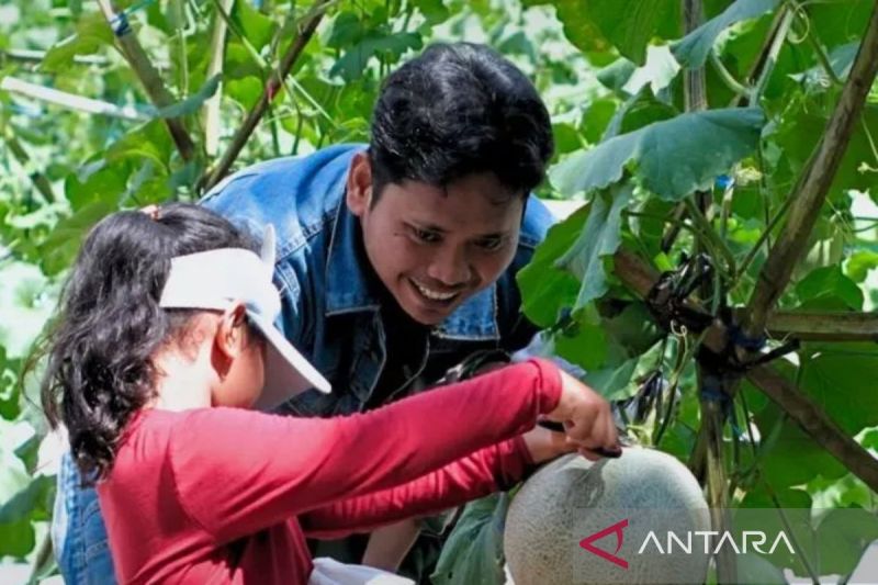 BUMDes Pertala HST tingkatkan sektor pertanian lewat agrowisata melon