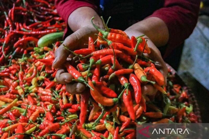 PIHPS: Harga cabai rawit Rp95.000/kg, telur ayam Rp35.000/kg