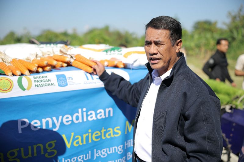 Kementan beli benih jagung ITS Rp10 miliar untuk 13.000 hektare