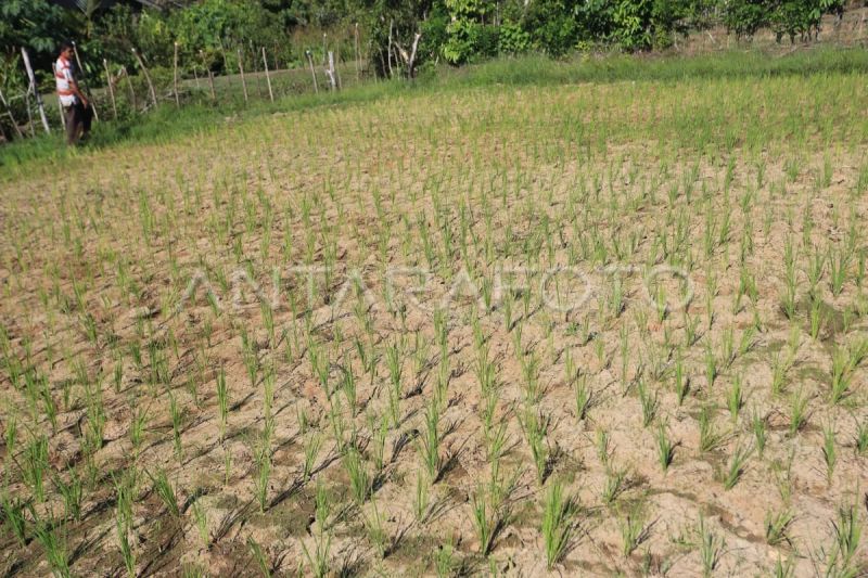 BMKG: Waspada kemarau panjang hingga awal 2027 di Kaltim