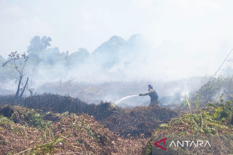 Pusat rehabilitasi orang utan terancam dampak karhutla Kalbar
