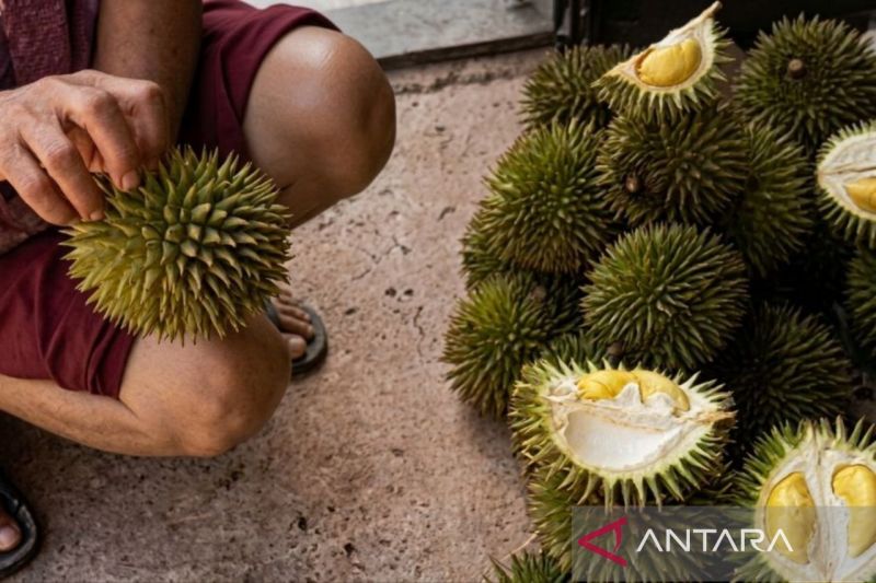 Dishut Kaltim gencarkan transfer teknologi budidaya durian Kelinjau