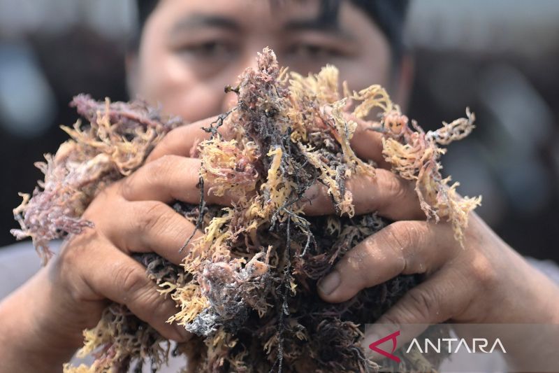 rumput-laut-penggerak-ekonomi-pesisir-sebatik-barat