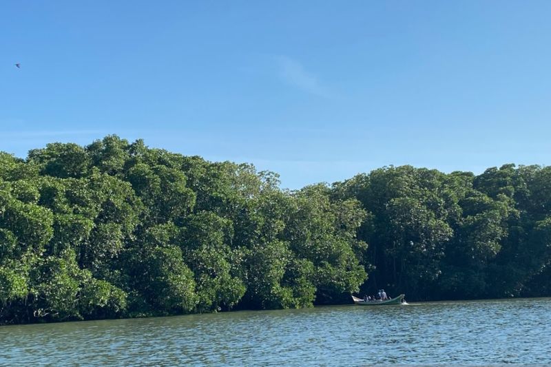 Mangrove, benteng dan penopang hidup di pesisir Kuri Caddi
