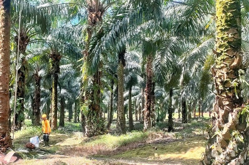 pengamat-ri-perlu-tranformasi-dari-produsen-ke-pusat-hiliriasi-sawit