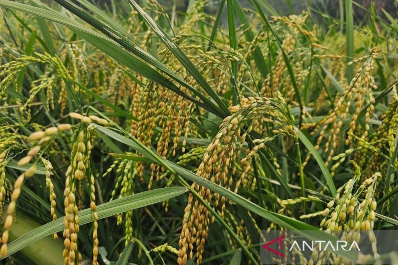 Menambah masa tanam untuk dongkrak produksi padi di perbatasan