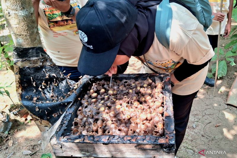 Perhutanan sosial Kampung Adat Kuta latih anak wirausaha madu