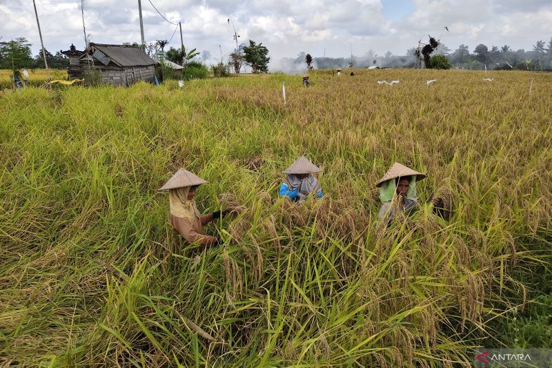 bapanas-tekankan-pentingnya-pemda-susun-proyeksi-neraca-pangan