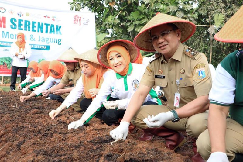 Pemkot Jaksel tanam bawang dan jagung serentak di 187 lokasi