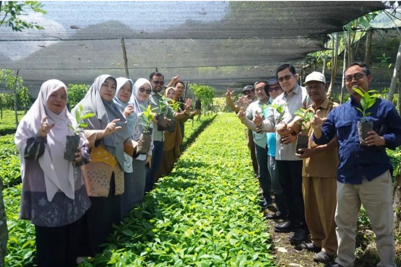 Disbun Aceh Tengah: Bibit Kopi Arabika 3 tunggu sertifikasi