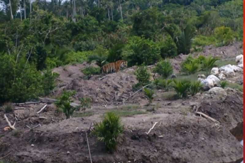 BBKSDA Riau pantau keberadaan harimau Sumatra di Inderagiri Hilir