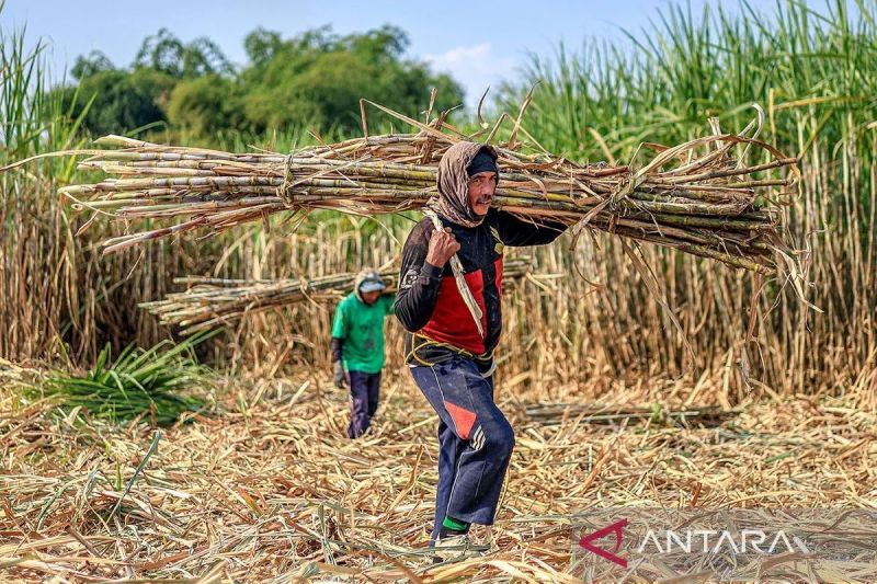aptri-dukung-pabrik-gula-rafinasi-wajib-bangun-kebun-tebu-sendiri