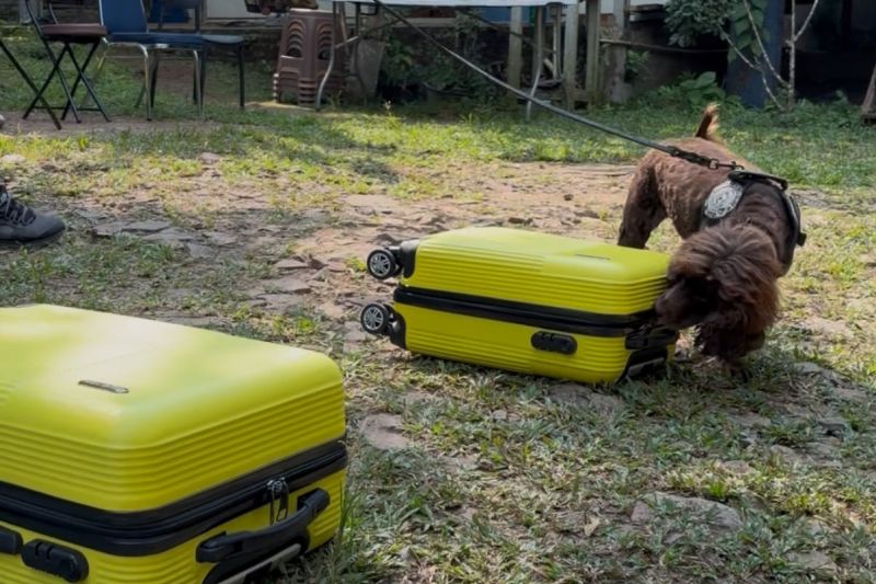 Endusan anjing pelacak nyalakan lentera konservasi di Lampung