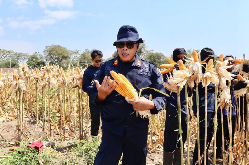 rutan-situbondo-panen-raya-jagung-program-pembinaan-kemandirian-wbp