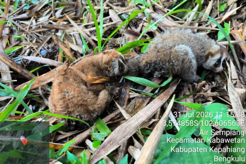 BKSDA Bengkulu lepasliarkan dua ekor kukang di TWA Bukit Kaba