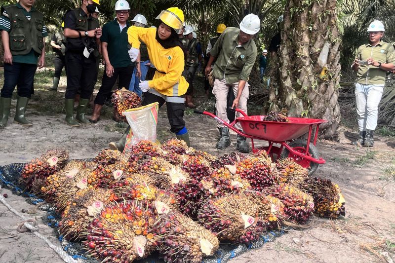 astra-agro-pupuk-hayati-dipakai-pada-kebun-sawit-untuk-kurangi-emisi