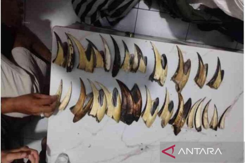 Kemenhut ciduk pengedar sisik trenggiling dan paruh rangkong di Padang