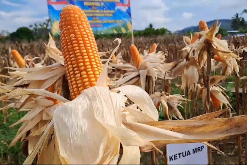 bulog-papua-serap-398-ton-jagung-dari-petani