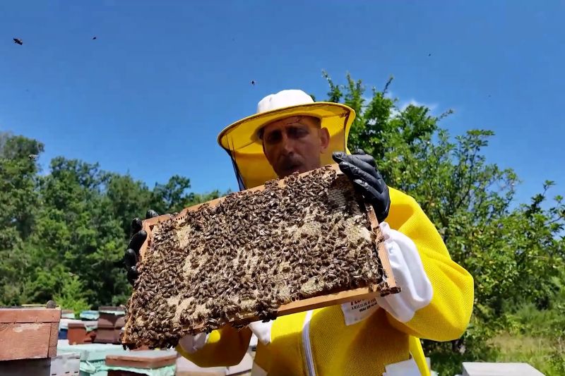 Madu oak khas Turki incar pasar khusus di tingkat global