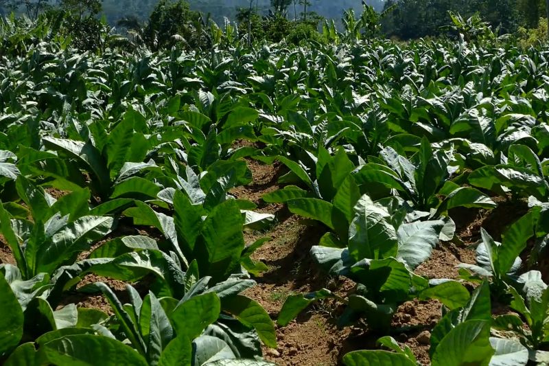pemda-dan-industri-sepakat-optimalkan-serapan-tembakau-dari-petani
