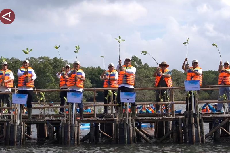 Kemen LH, KKP, dan Gubernur Bali tanam ribuan bibit mangrove