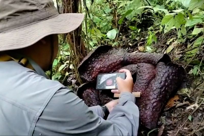 BKSDA Sumbar temukan lokasi ke-19 sebaran bunga rafflesia di Agam