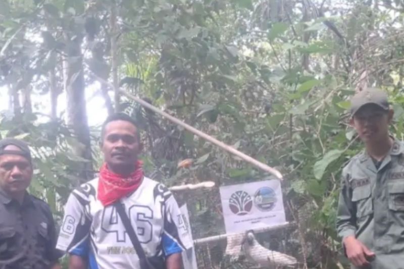 BKSDA Maluku melepasliarkan dua kakaktua koki di Hutan Adat Karangguli