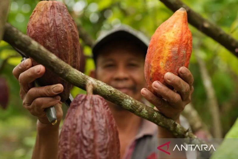 kemendag-cuaca-buruk-dan-el-nino-picu-kenaikan-harga-kakao